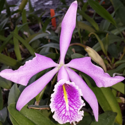 cattleya-maxima