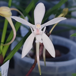 neofinetia-falcata-juenchongwang-x-papilionanthe-vandarum