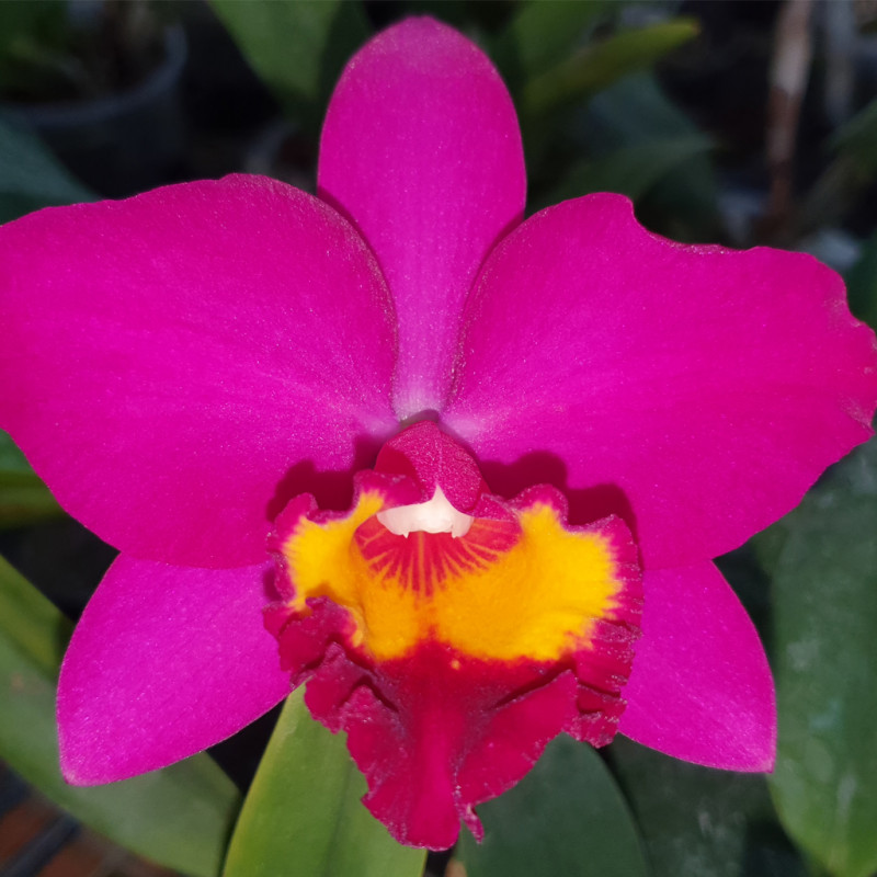 rhyncholaeliocattleya-hsinying-dream-violet-queen
