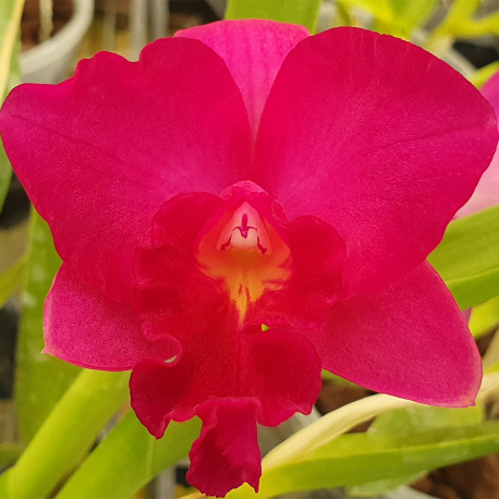 cattleya-dogashima-sunset-x-rhlc-shifong-honey