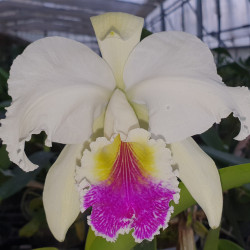 cattleya-general-paul-semialba