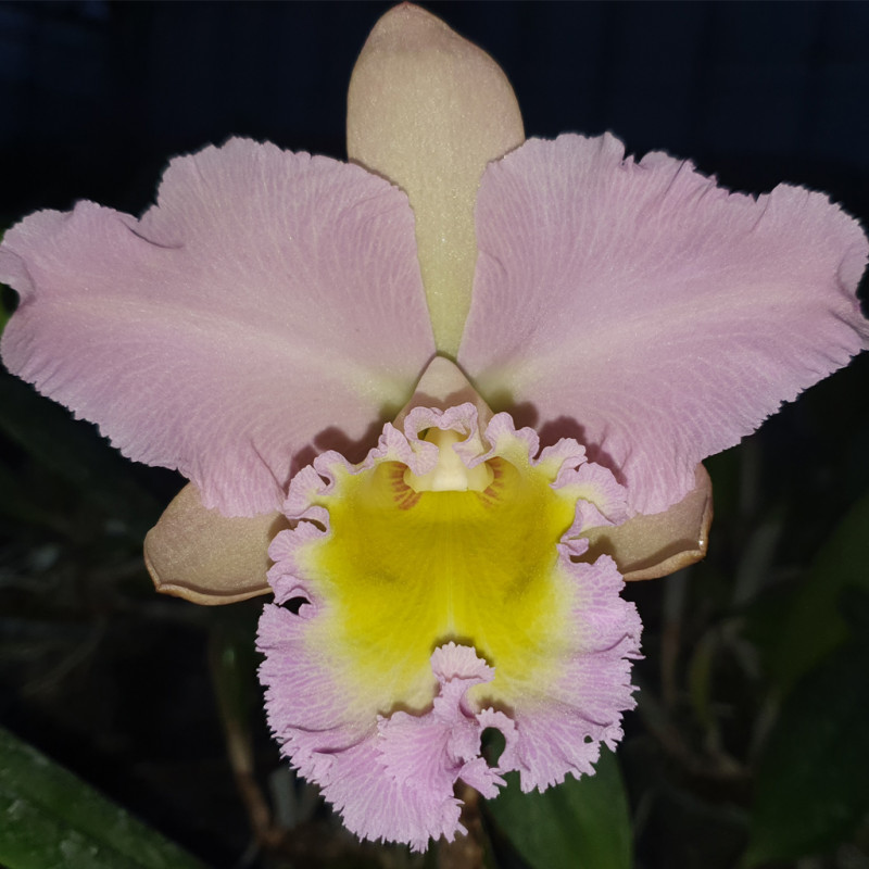 cattleya-mount-hood-delcoprint
