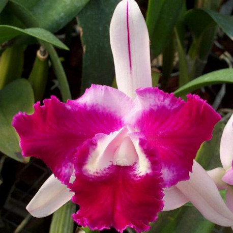 cattleya-taiwan-beauty