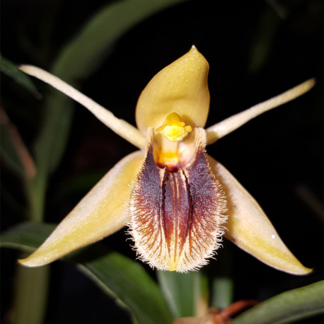 coelogyne-fimbriata
