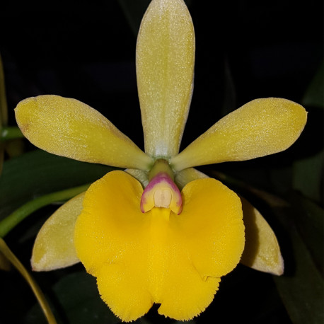 epicattleya-renee-marquez-x-potinara-free-spirit