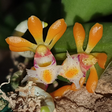 gastrochilus-obliquus