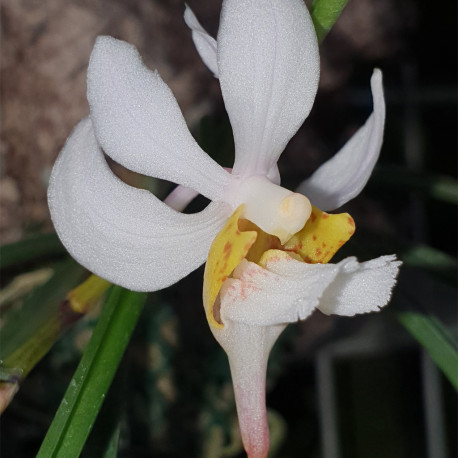 holcoglossum-singchianum