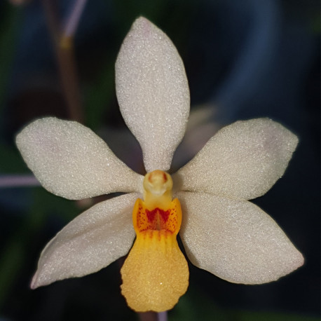 holcoglossum-subulifolium-x-vanda-miniata