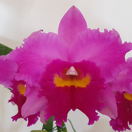 rhyncholaeliocattleya-li-jiuan-dancer