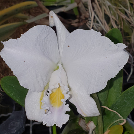 cattleya-trianae-coerulea