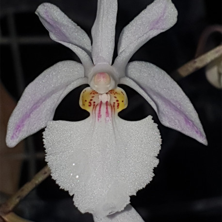 holcoglossum-isabelle-dream-amesianum-x-subulifolium