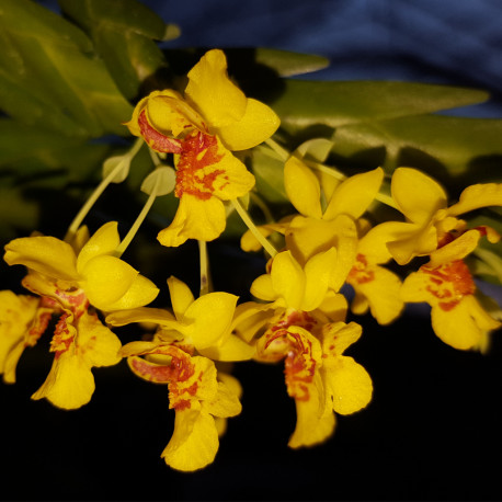 lockhartia-oerstedii