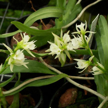 oeniella-polystachys