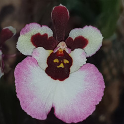 tolumnia-jairak-pink-lady