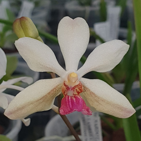 vanda-lamellata-var-calayana-x-holcoglossum-kimballianum